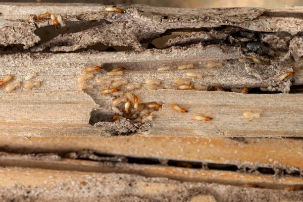 Wildlife Control Services in Enid, OK
